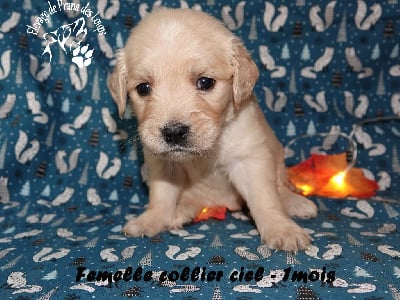 Les chiots de Golden Retriever