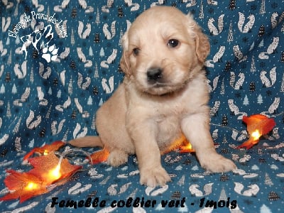 Les chiots de Golden Retriever