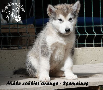 Les chiots de Alaskan Malamute