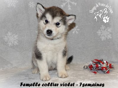 Les chiots de Alaskan Malamute