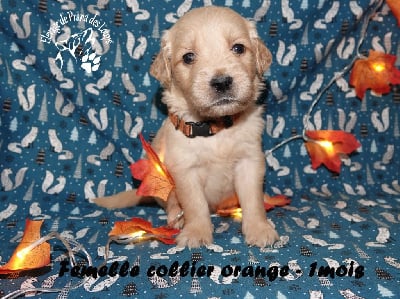 Les chiots de Golden Retriever