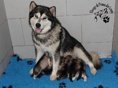 Alaskan Malamute - De Prana Des Loups