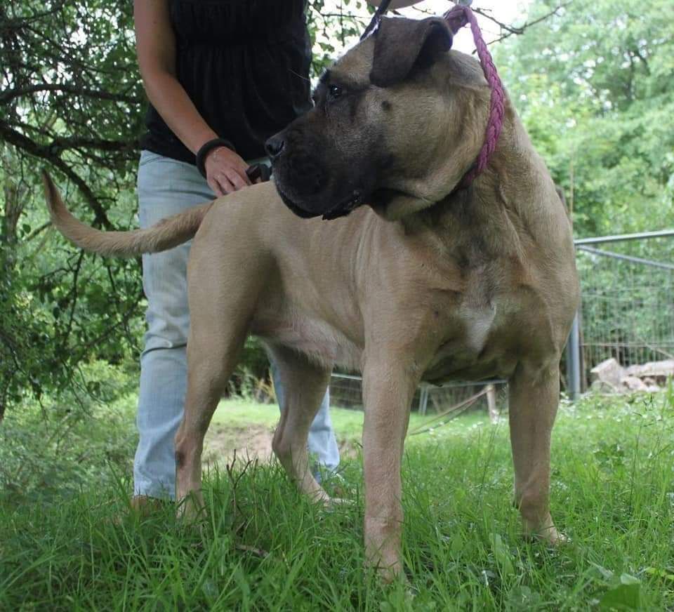 G kelly dit (lyly ) De La Huella Del Presa Canario
