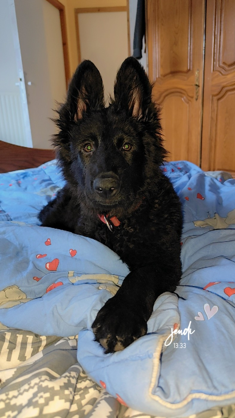 Angel dark Wolf In The Veins