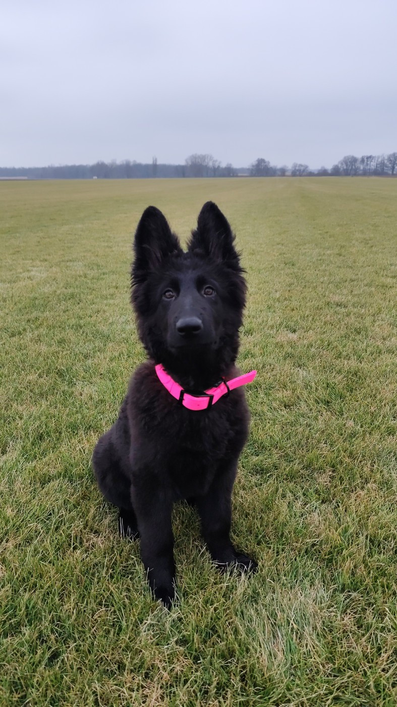 Angel dark Wolf In The Veins