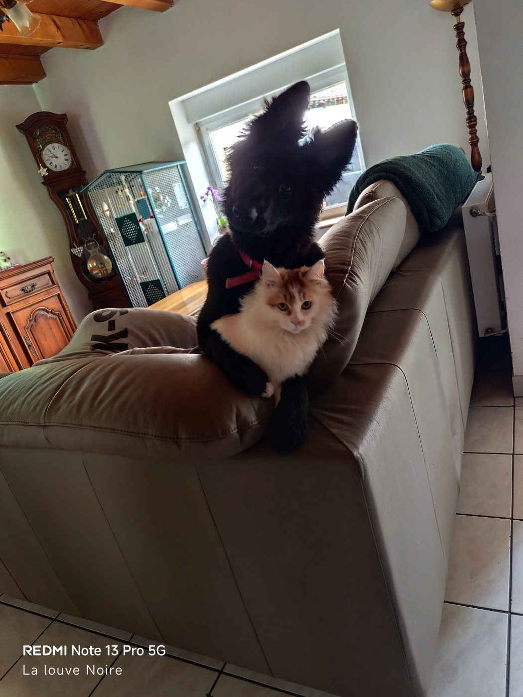 Angel dark Wolf In The Veins