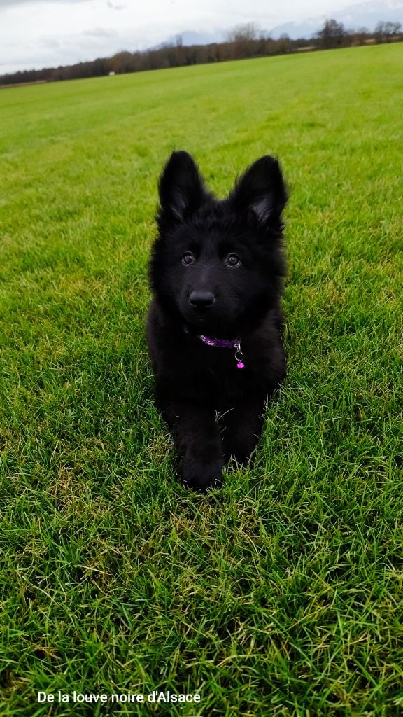 Angel dark Wolf In The Veins