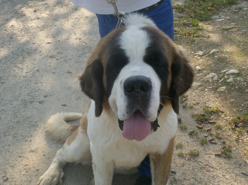 Publication : Des Montagnes Ensablées Auteur : MOULIN CHRISTELLE