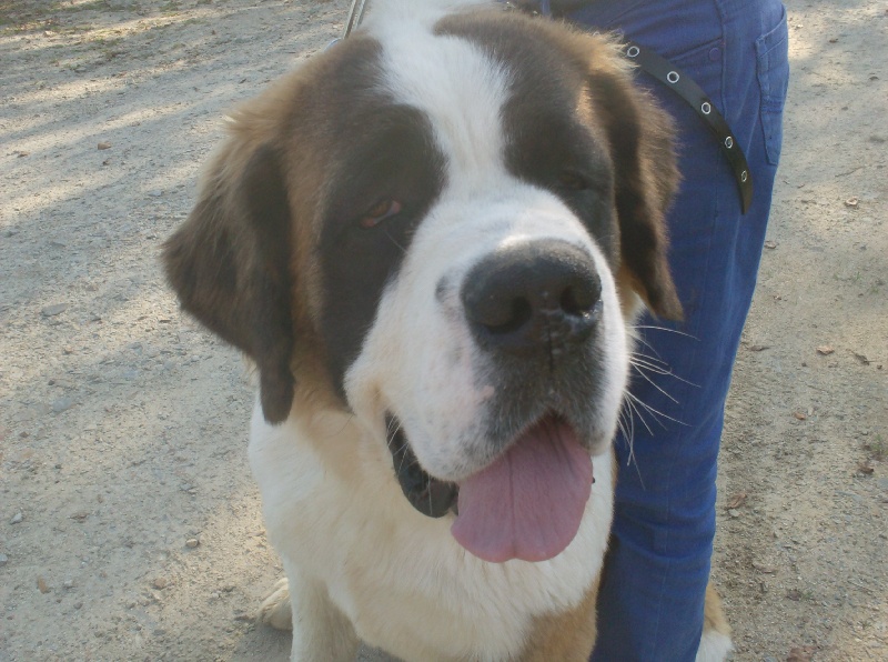 Publication : Des Montagnes Ensablées Auteur : MOULIN CHRISTELLE