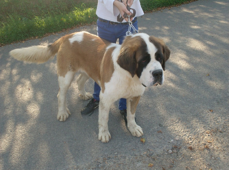 Publication : Des Montagnes Ensablées Auteur : MOULIN CHRISTELLE