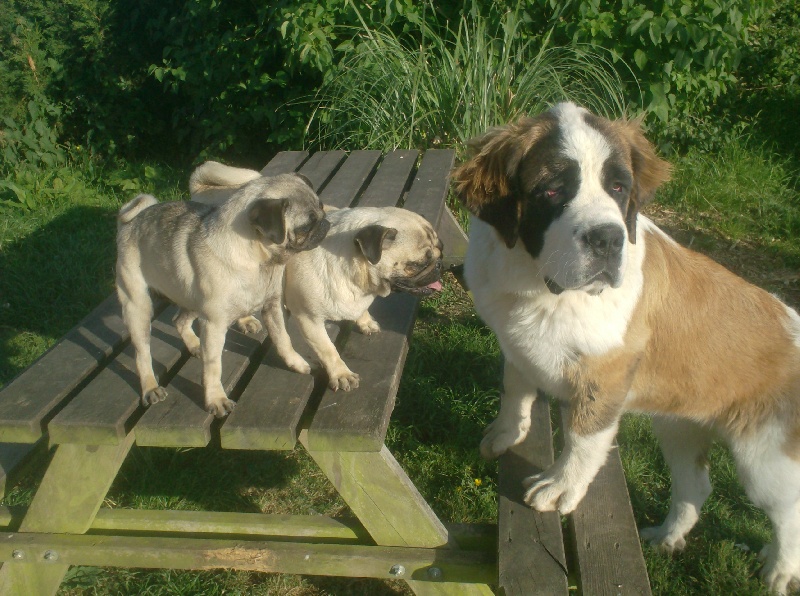 Publication : Des Montagnes Ensablées Auteur : MOULIN CHRISTELLE