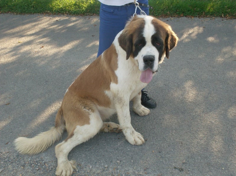 Publication : Des Montagnes Ensablées Auteur : MOULIN CHRISTELLE