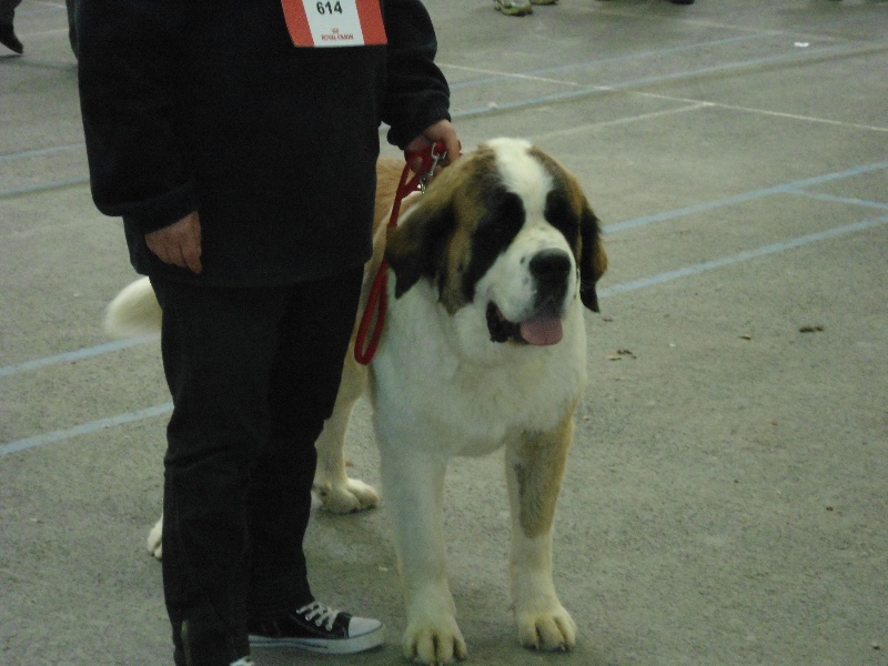 Farah du domaine du roi richard - 2 EME EXCELLENT RCACS