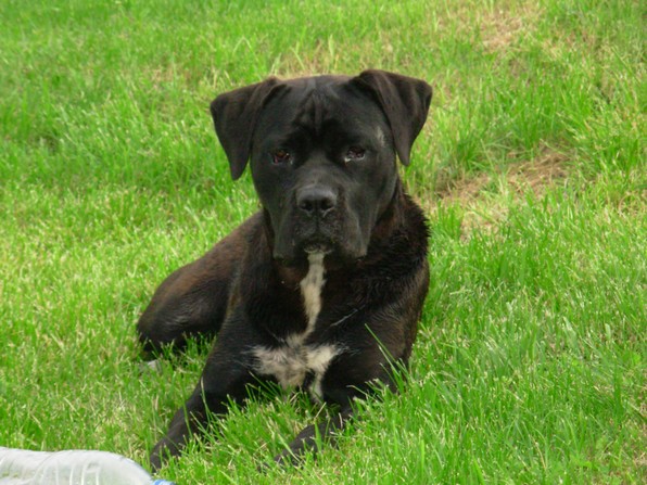 Publication : Des Heritiers De L'Haspartum Auteur : U.D