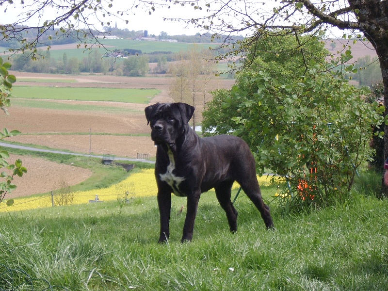 Publication : Des Heritiers De L'Haspartum Auteur : U.D