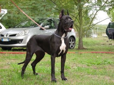 Publication : della torre di velia Auteur : della torre di velia