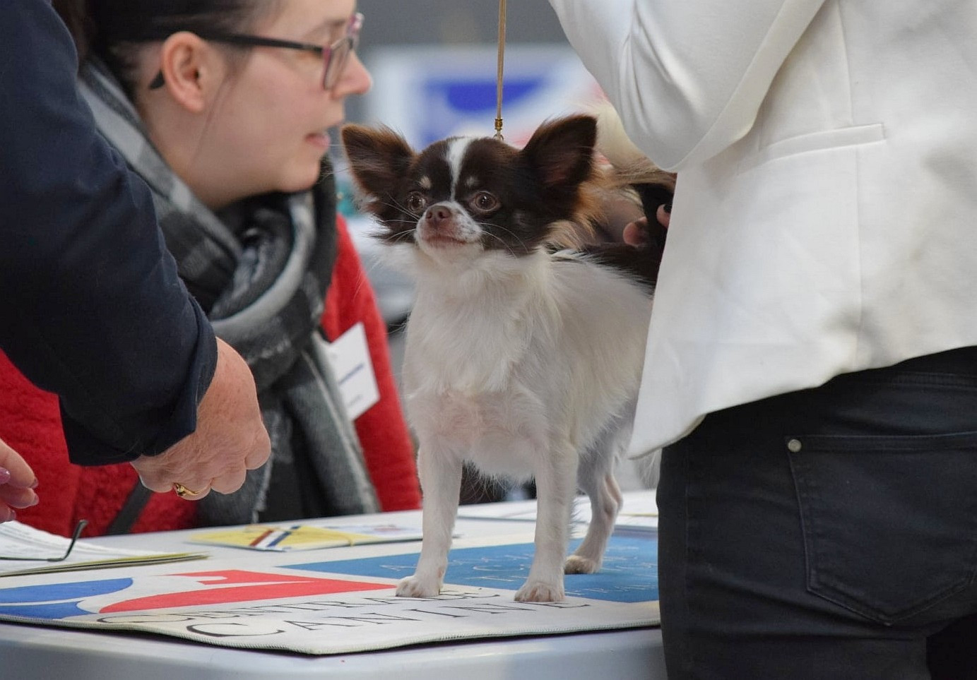 Publication : du domaine d'orca Auteur : Alexandra BODEAU