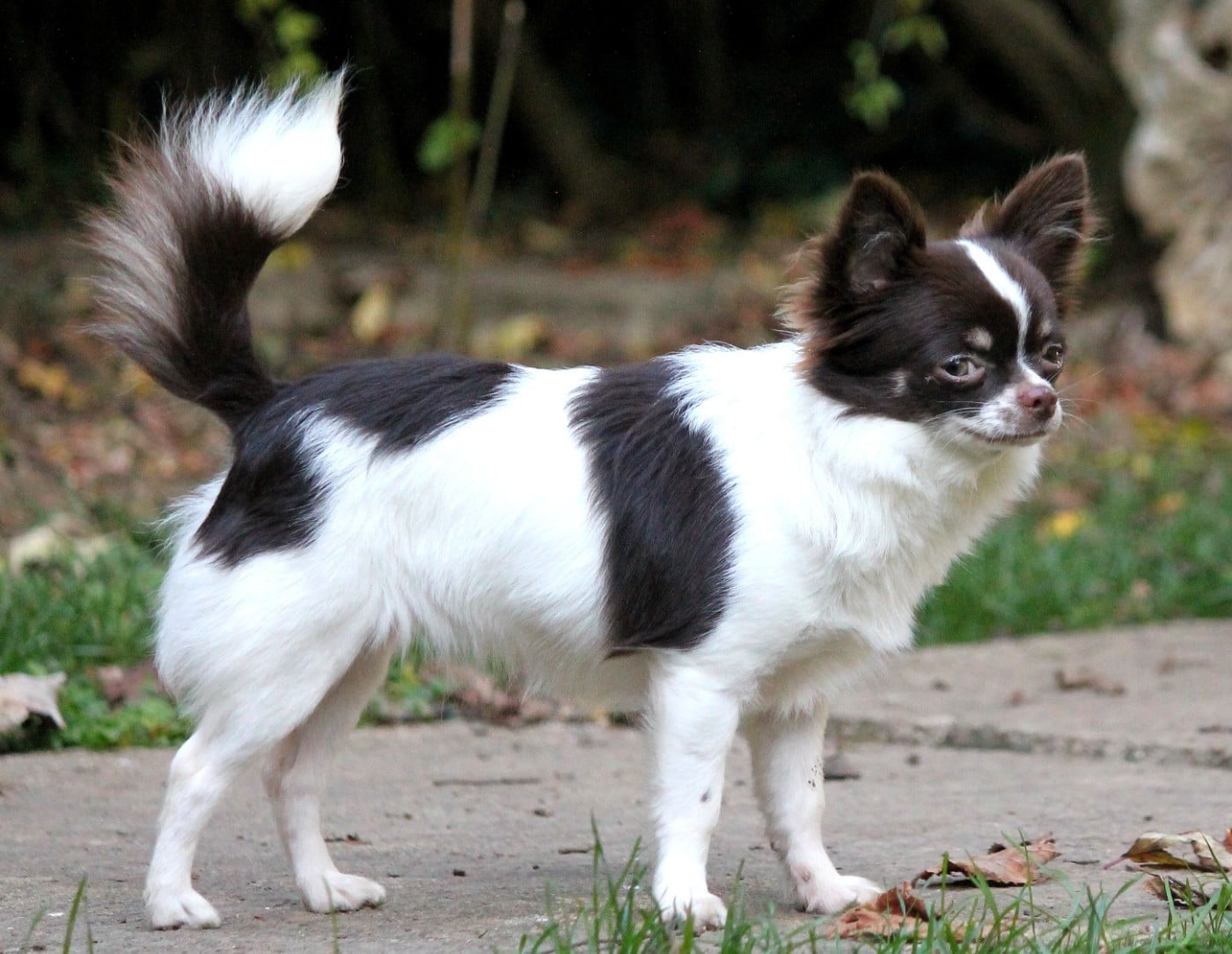 Publication : du domaine d'orca Auteur : Alexandra BODEAU