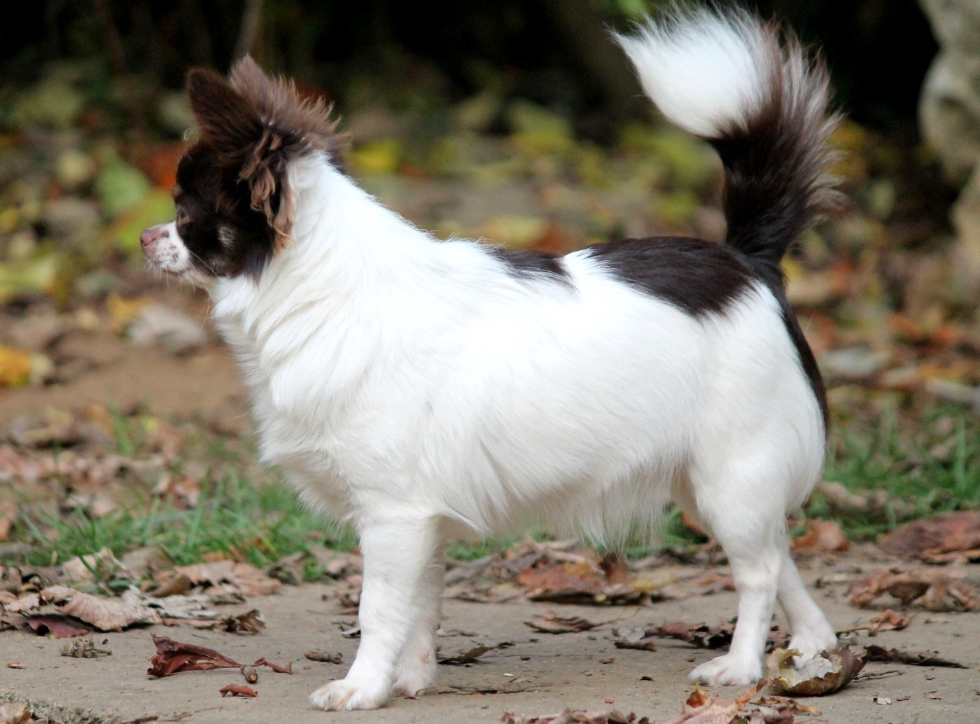 Publication : du domaine d'orca Auteur : Alexandra BODEAU