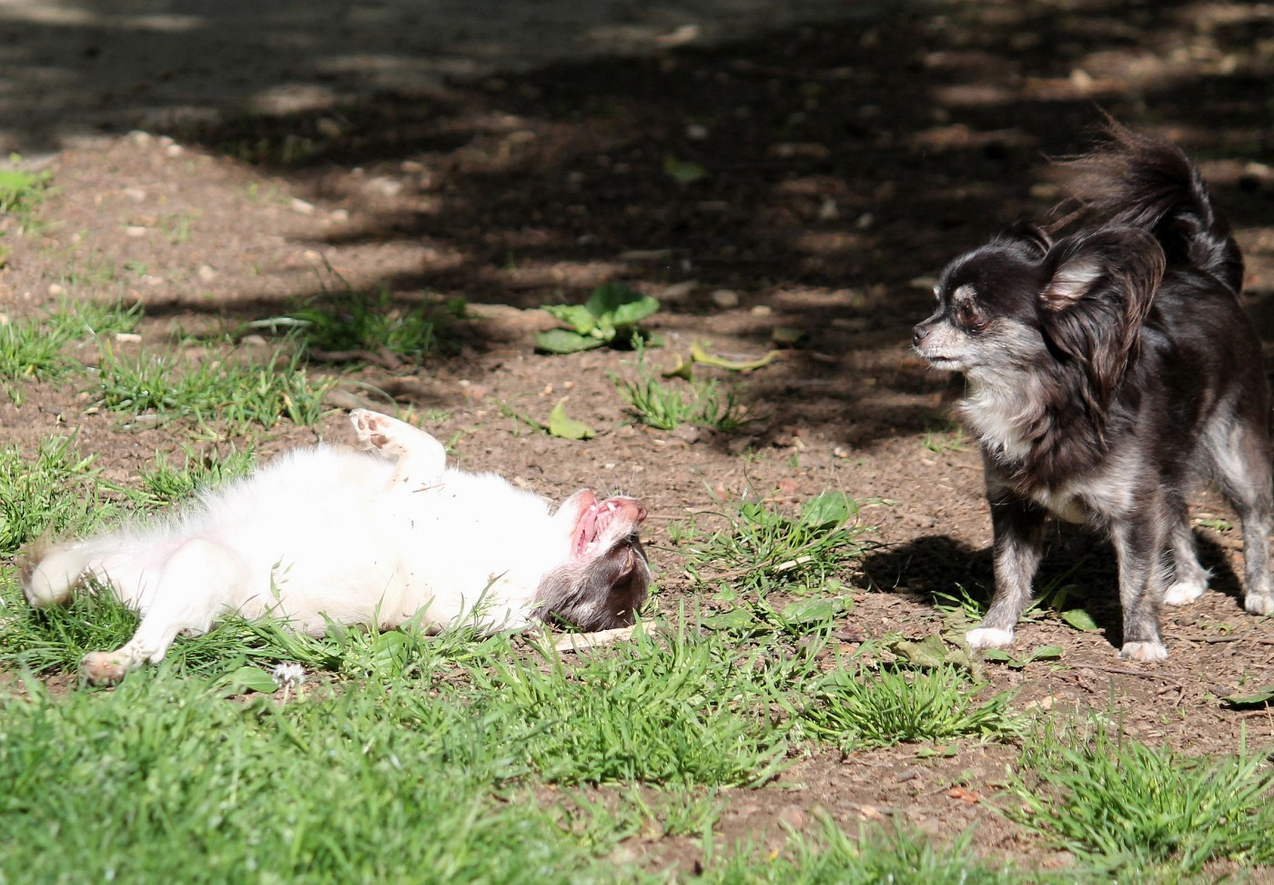 Publication : du domaine d'orca Auteur : Alexandra BODEAU