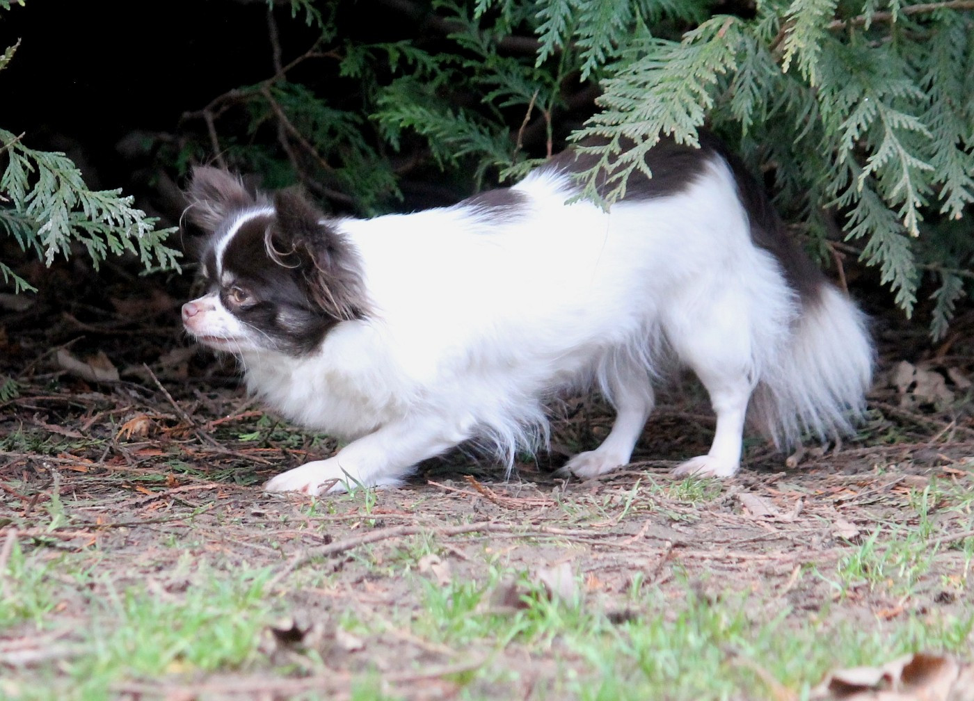 Publication : du domaine d'orca Auteur : Alexandra BODEAU