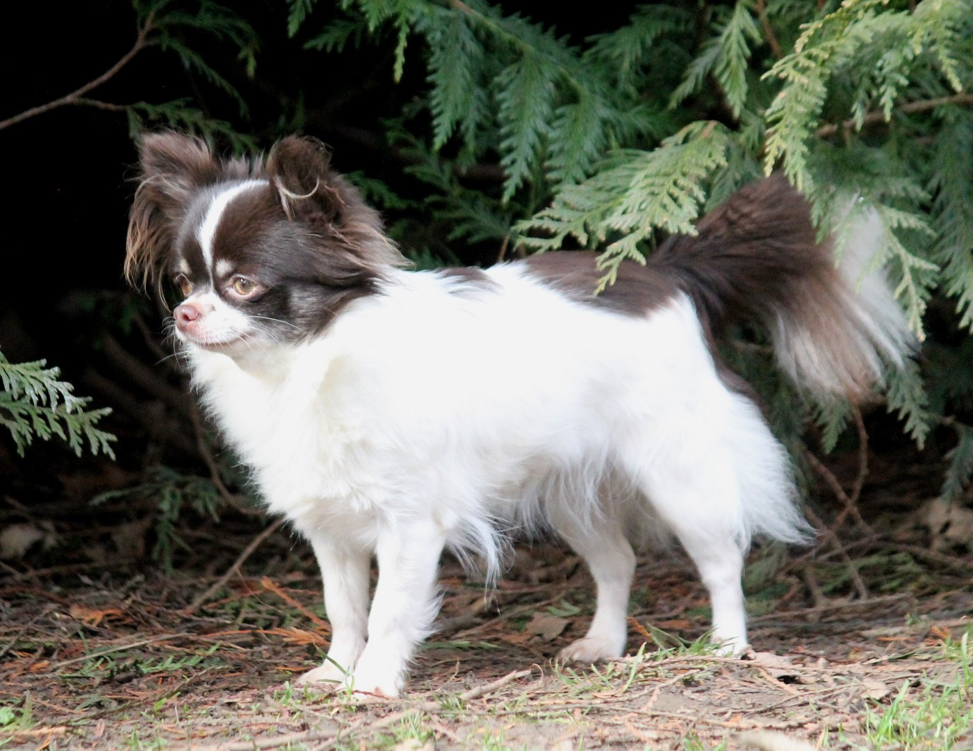 Publication : du domaine d'orca Auteur : Alexandra BODEAU