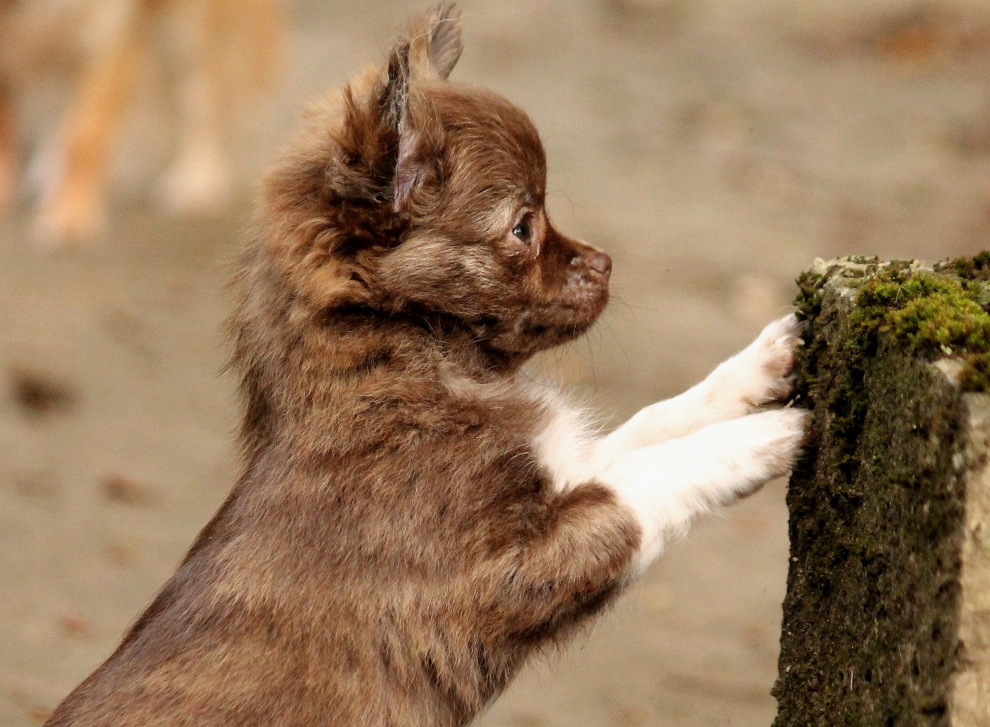 Publication : du domaine d'orca Auteur : BODEAU ALEXANDRA