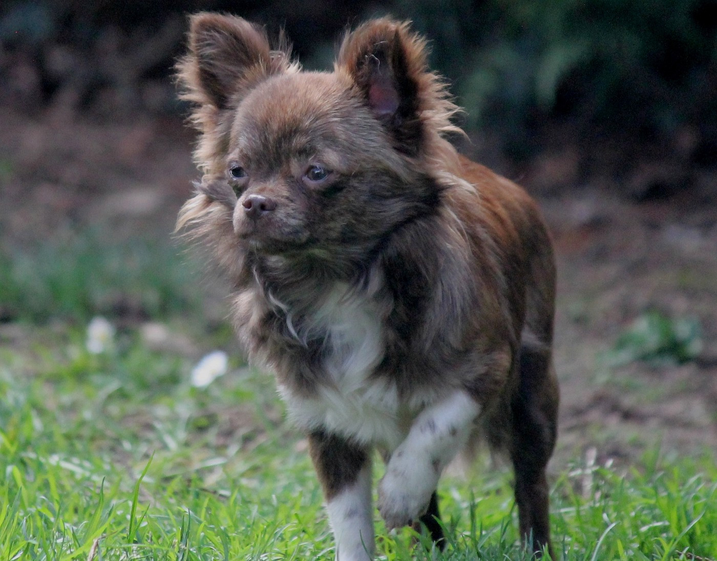 Publication : du domaine d'orca Auteur : BODEAU ALEXANDRA