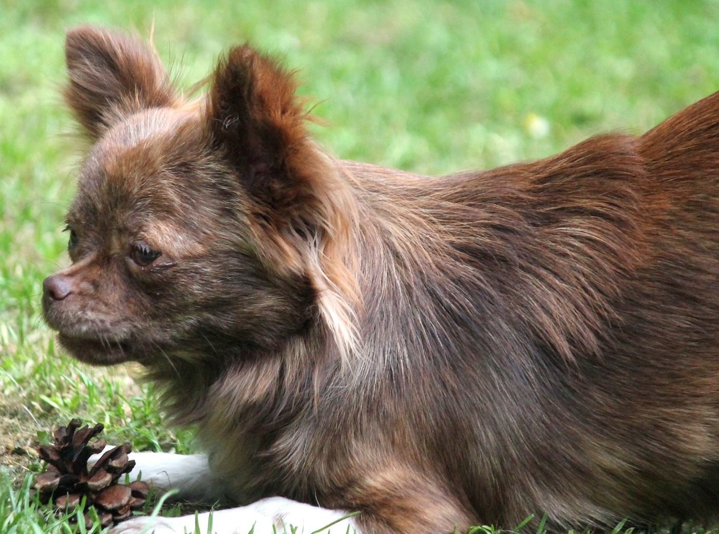 Publication : du domaine d'orca Auteur : BODEAU ALEXANDRA