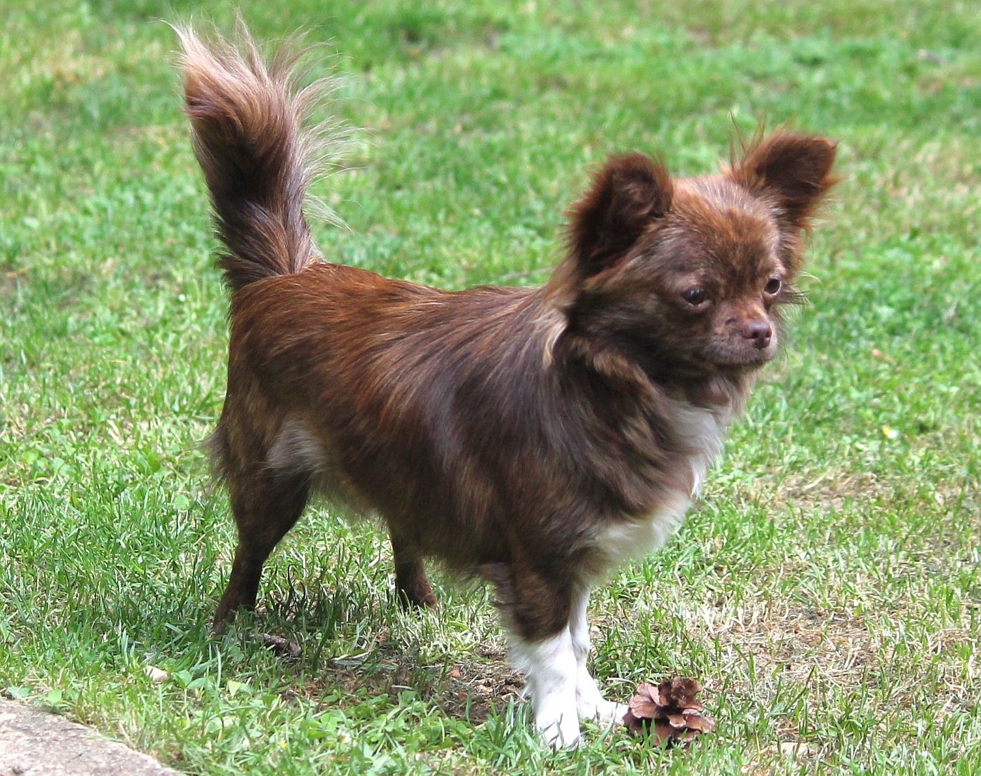 Publication : du domaine d'orca Auteur : BODEAU ALEXANDRA