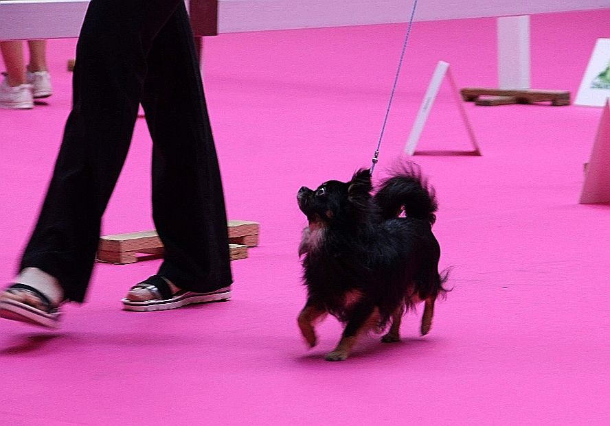 Publication : du domaine d'orca Auteur : BODEAU Alexandra