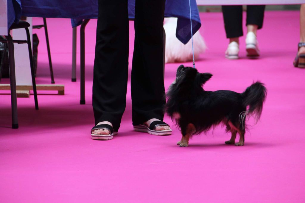 Publication : du domaine d'orca Auteur : BODEAU Alexandra