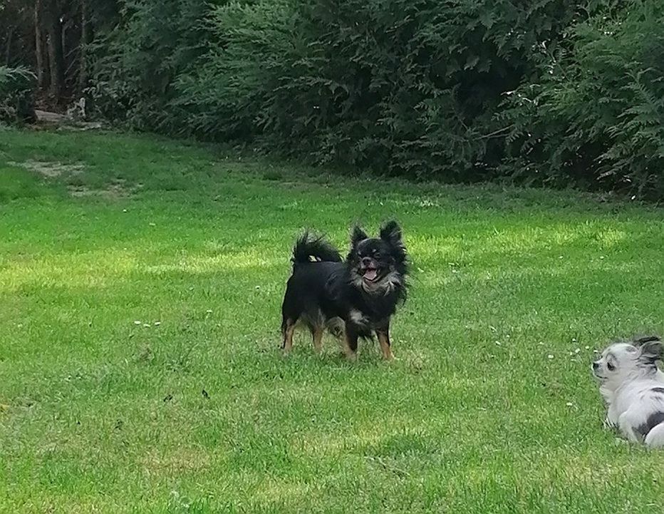 Publication : du domaine d'orca Auteur : BODEAU Alexandra