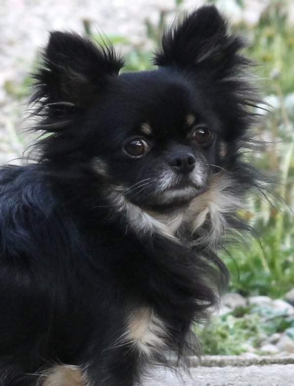 Publication : du domaine d'orca Auteur : BODEAU Alexandra