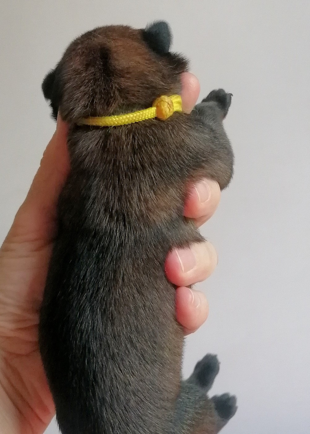 Collier jaune