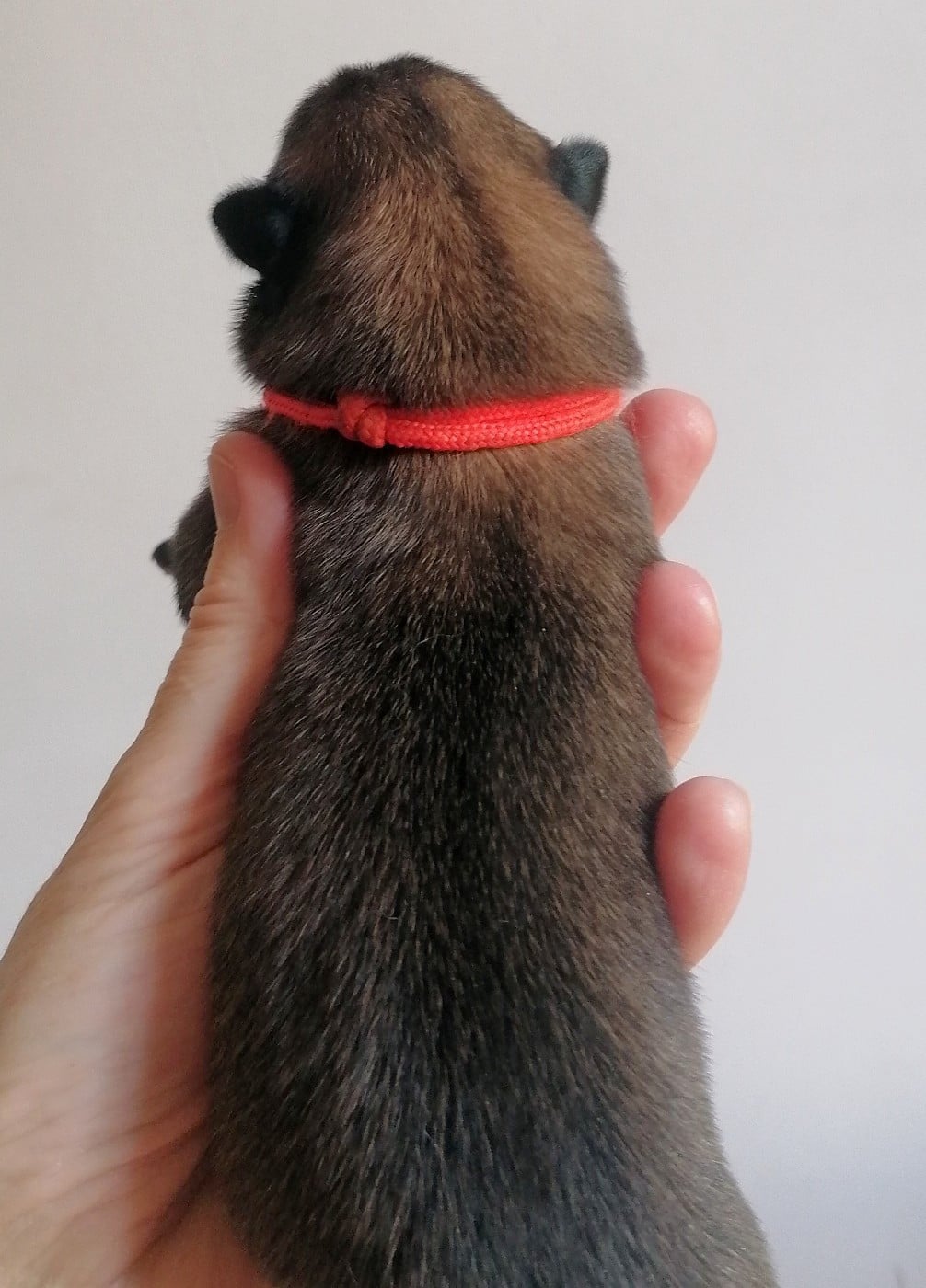 Collier orange