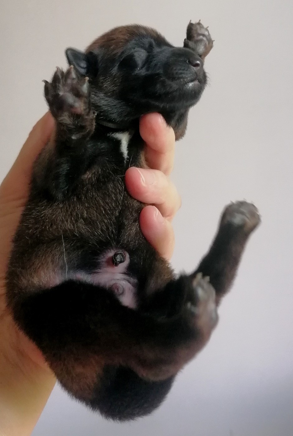 CHIOT 8