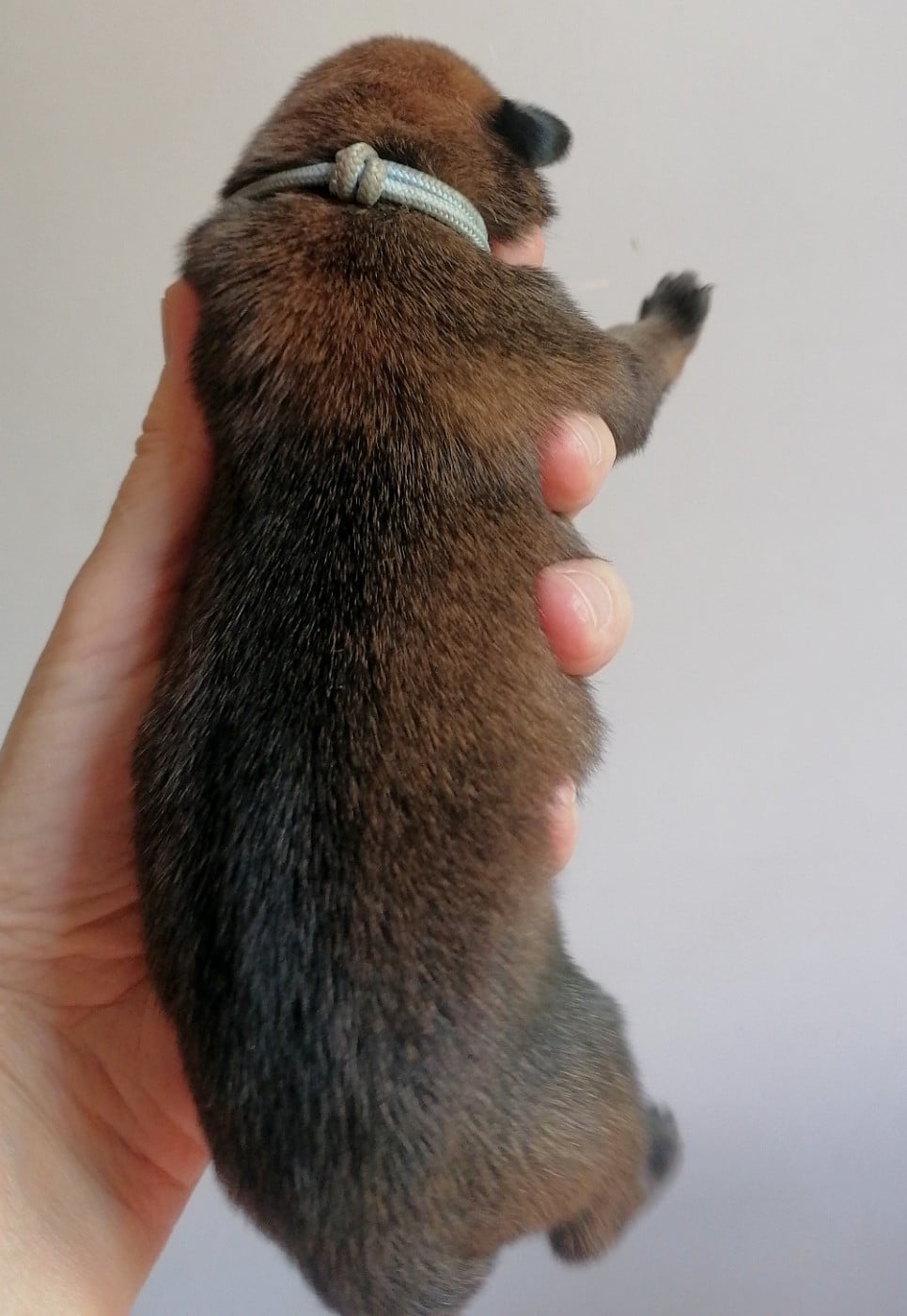 CHIOT 8
