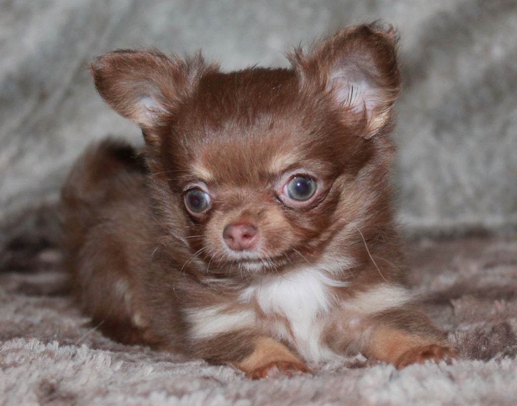 Femelle marron et tan