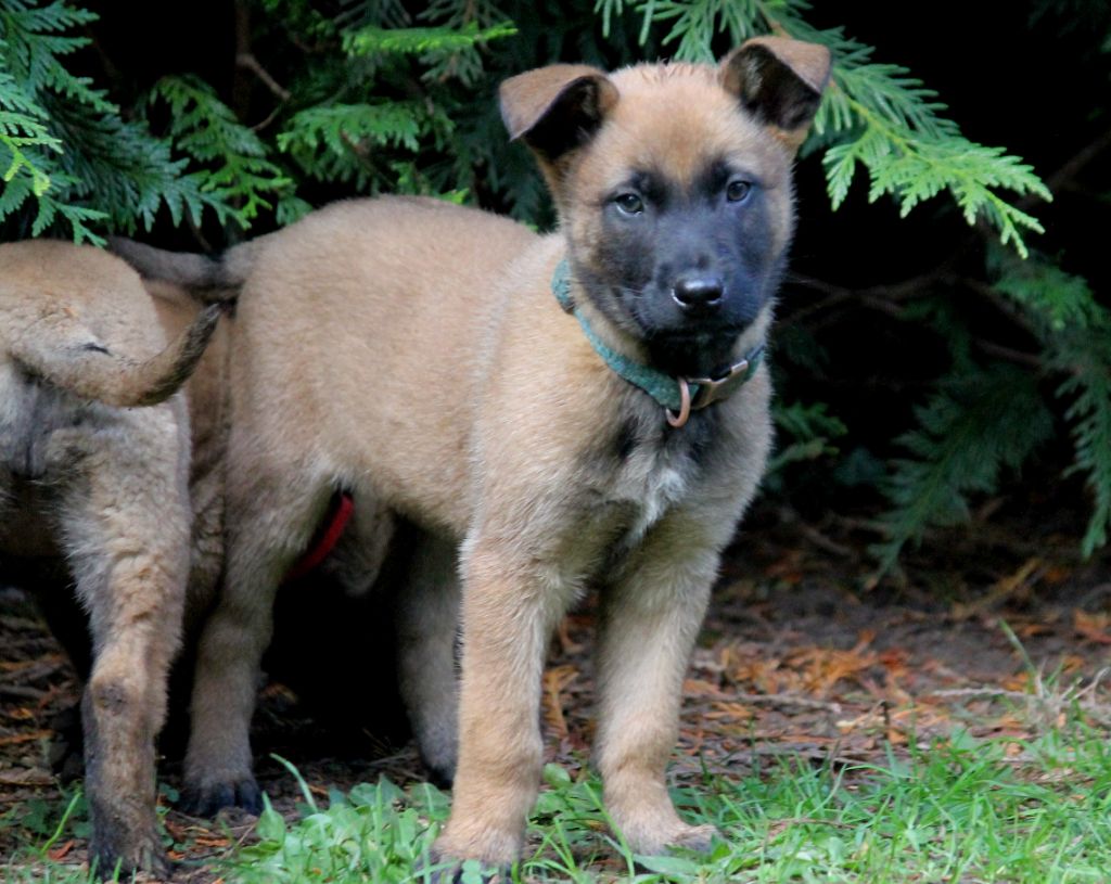 ARMSTRONG dit STRONG