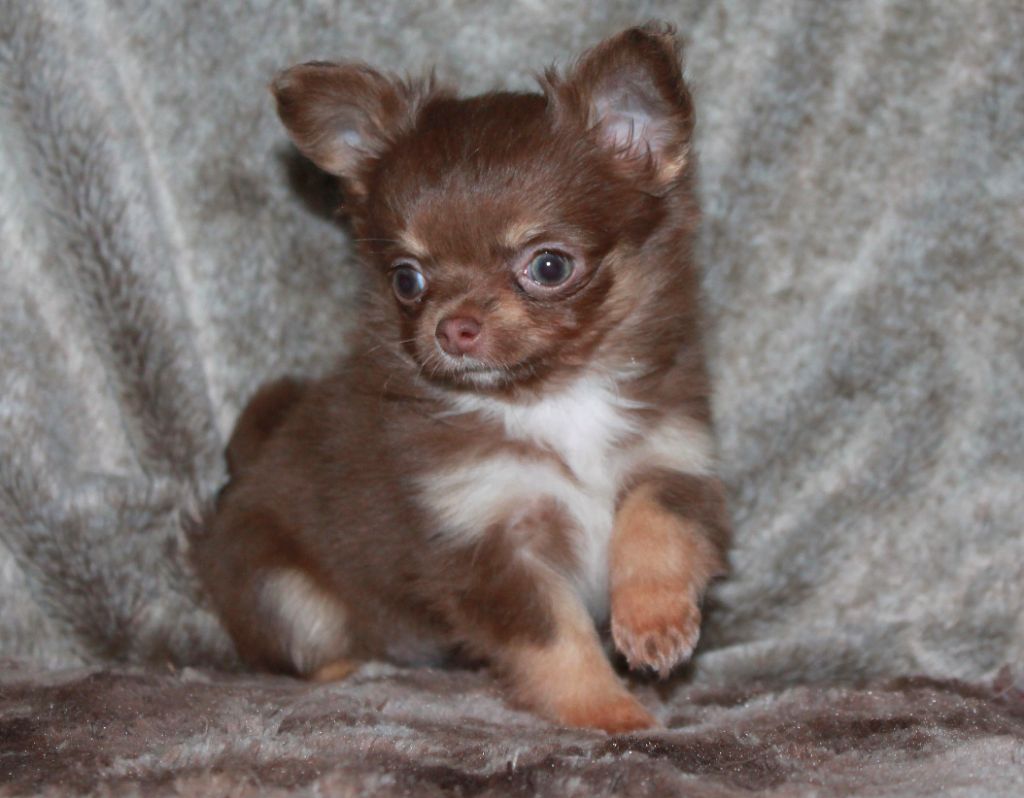 Femelle marron et tan