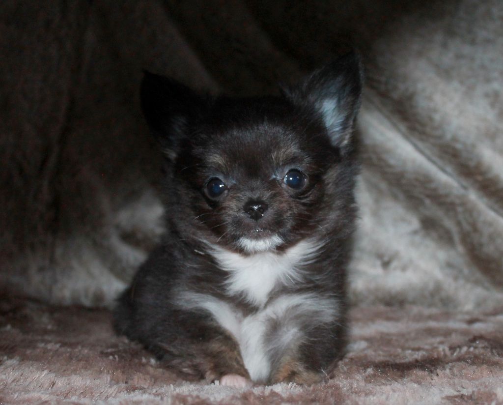 Mâle noir et tan bringé