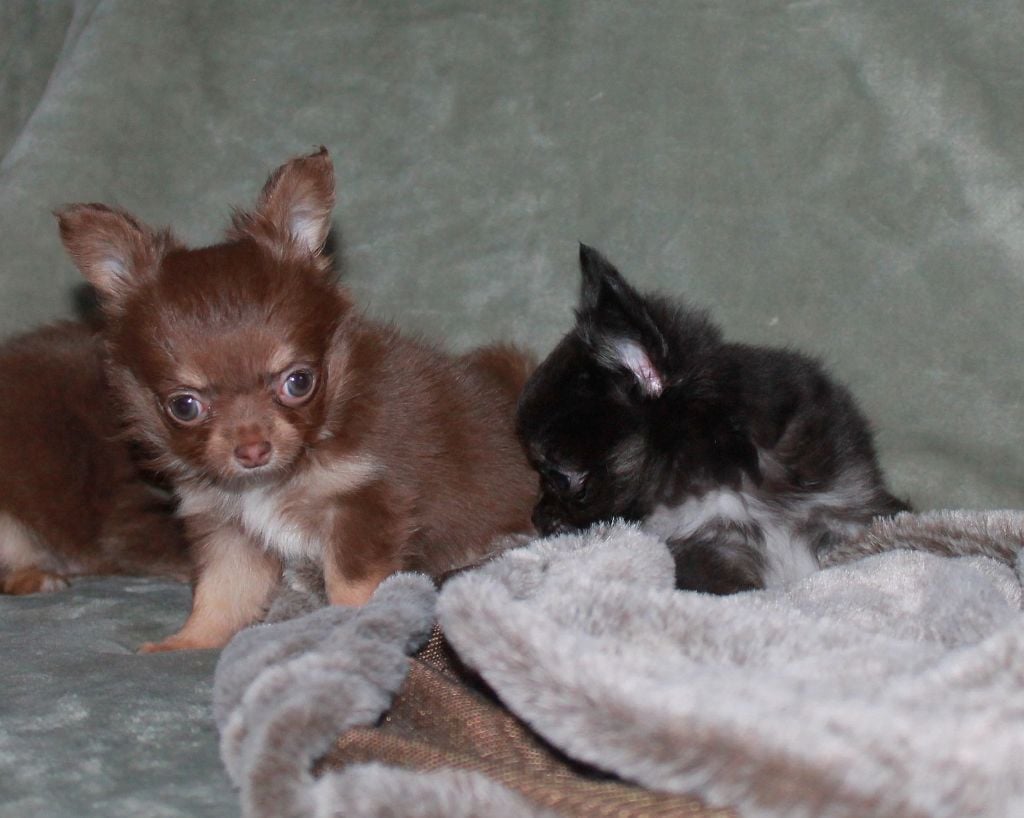 Femelle marron et tan