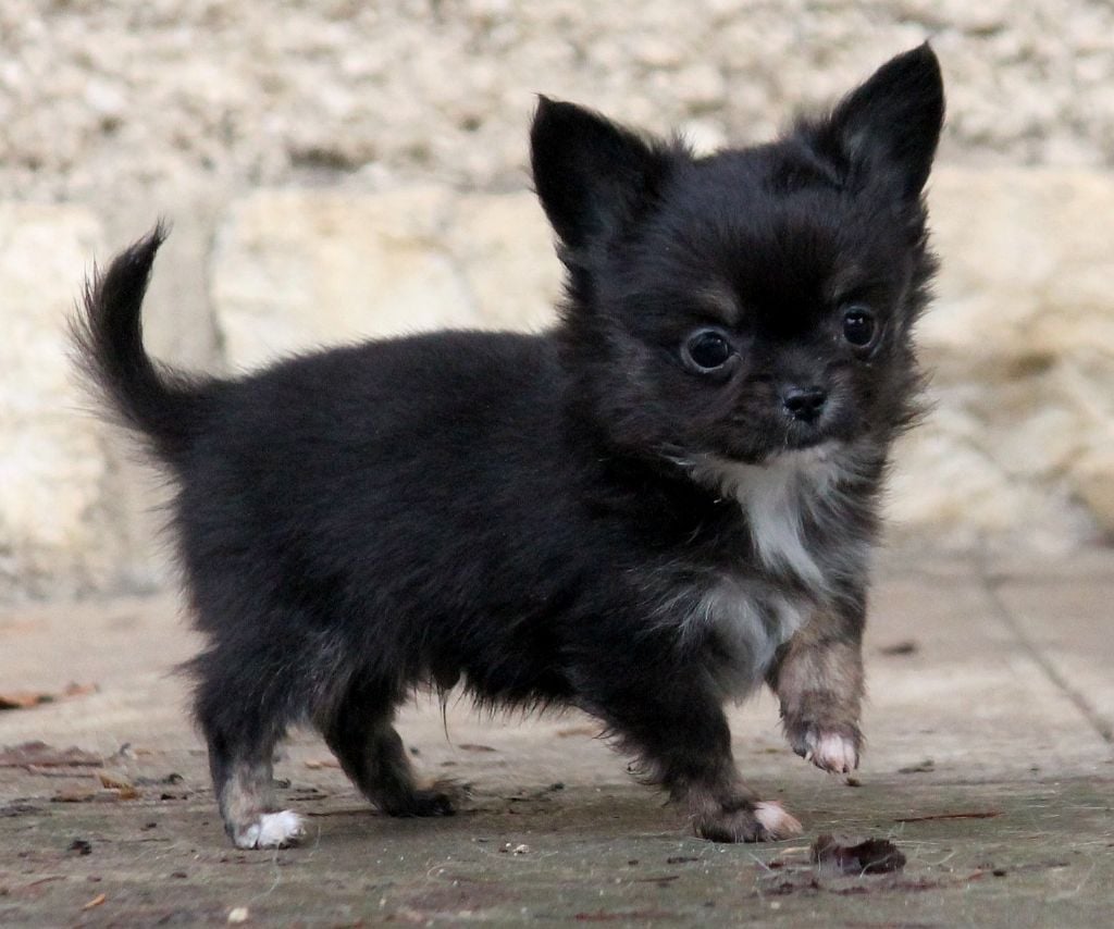 Mâle noir et tan bringé