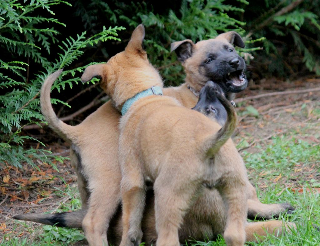 ARMSTRONG dit STRONG