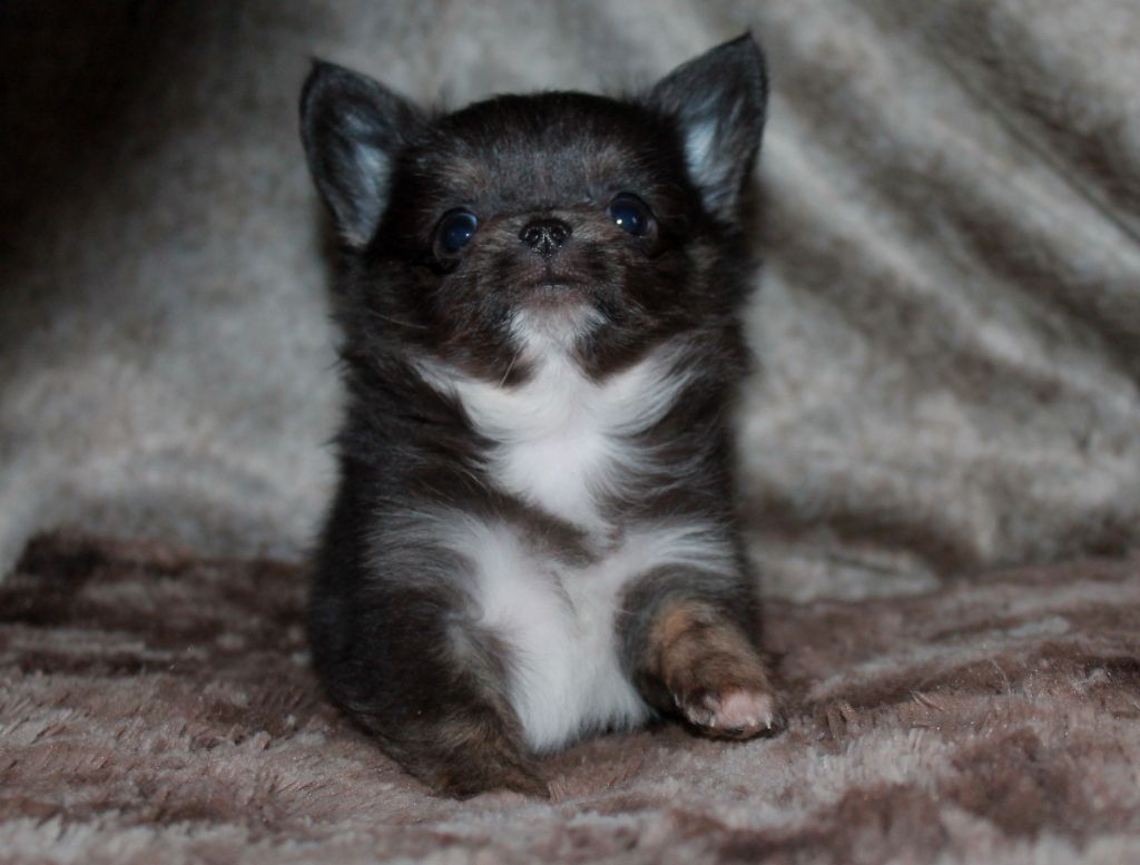 Mâle noir et tan bringé