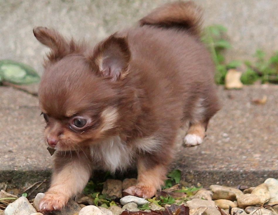 Femelle marron et tan