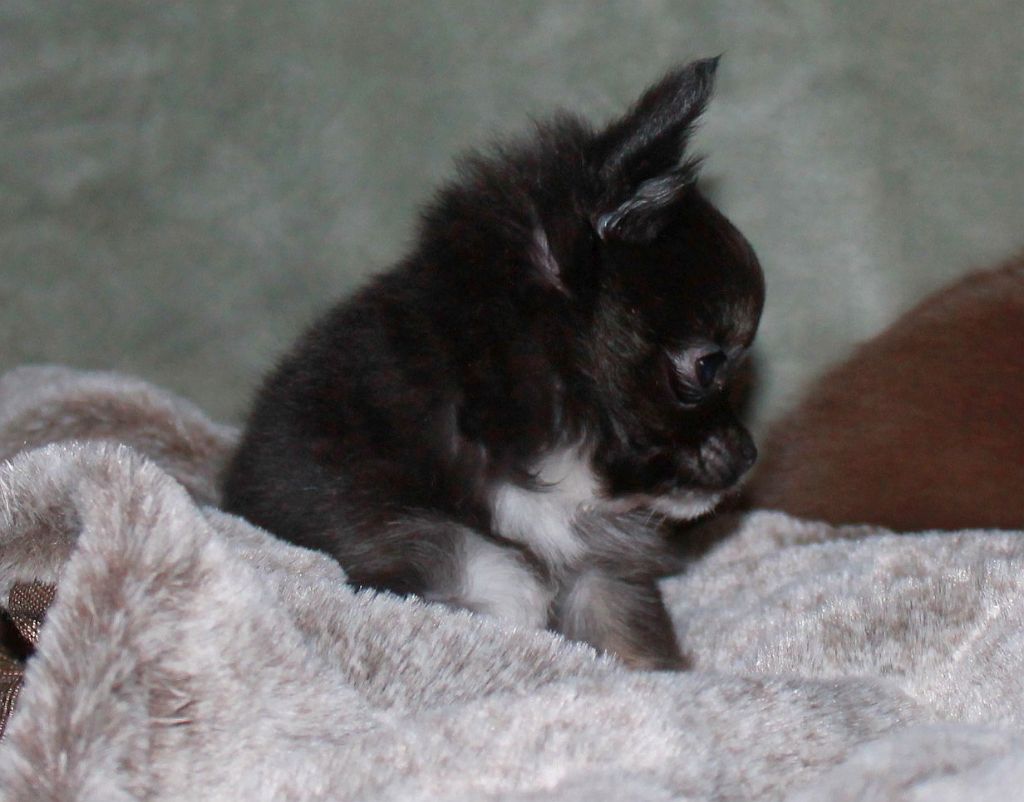 Mâle noir et tan bringé