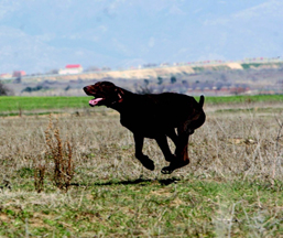 Publication : du Clos de Reve d'Or Auteur : AROLDI STEFANO