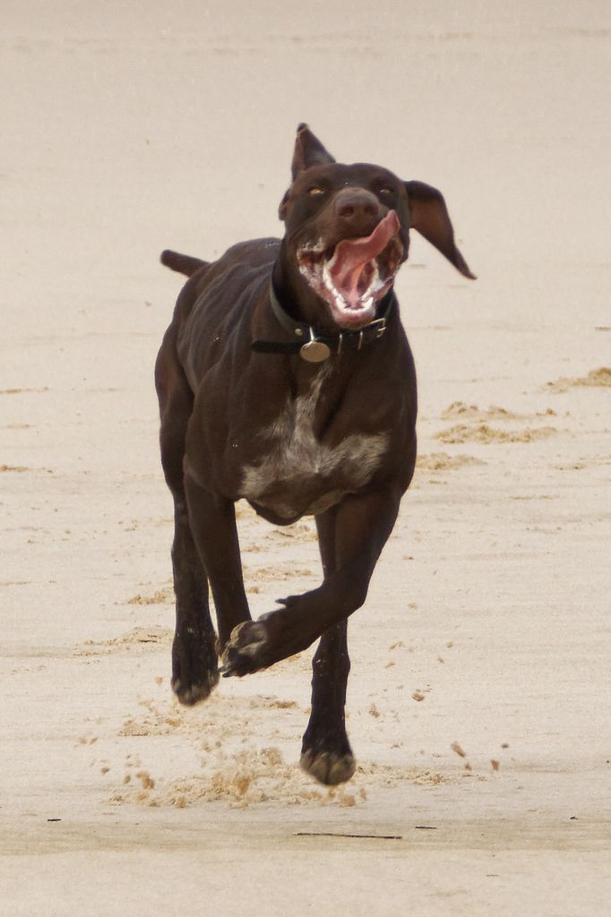 Magnum Du Serre De Lagarde